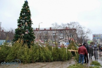 Заготовка Новогодних Деревьев Заготовка Новогодних Деревьев