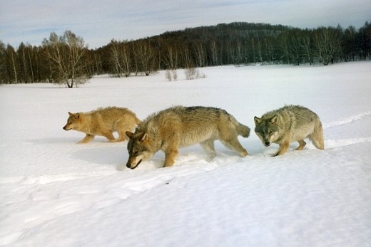  За добычу взрослого волка платят 3750 рублей Фото: http://old.oxota-ru.ru/ 