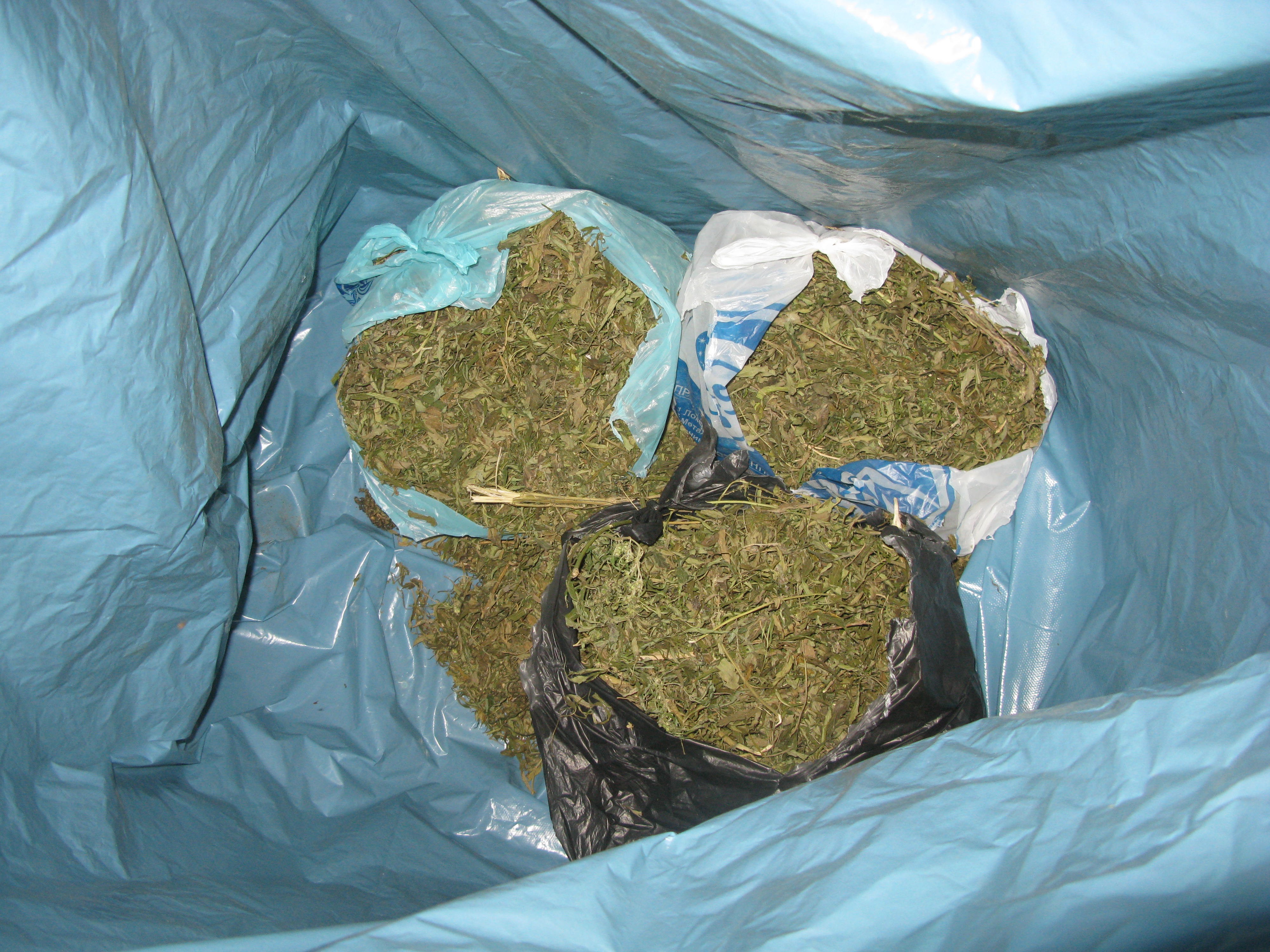  Вес изъятой марихуаны составил 1,7 килограмма Фото: УФСКН 