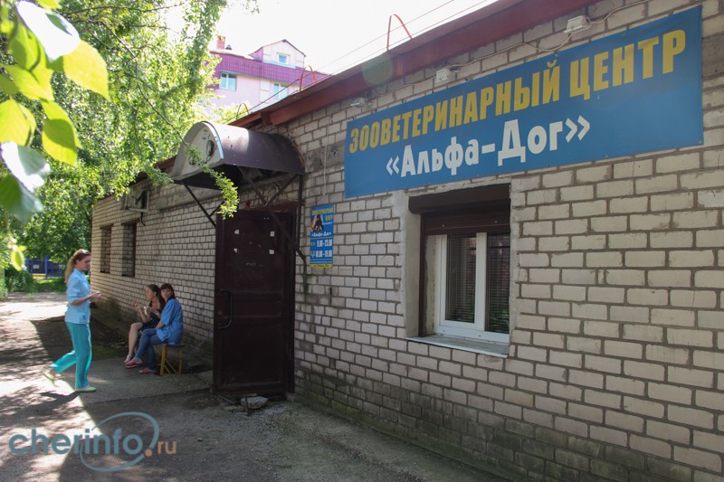 Владелица ветеринарной клиника задолжала более ста тысяч рублей по налоговым платежам