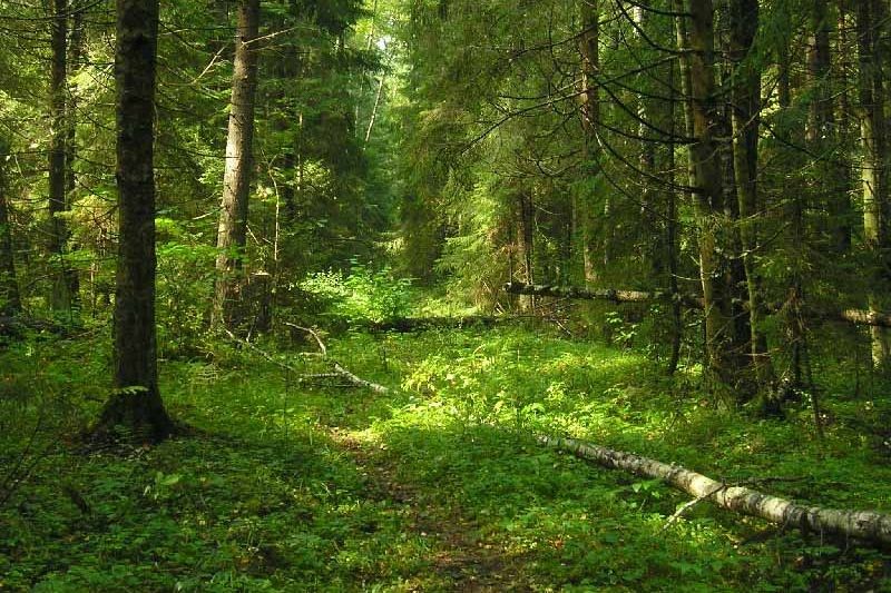  В основном в лесах сейчас теряются пенсионеры Фото: http://www.funlib.ru 
