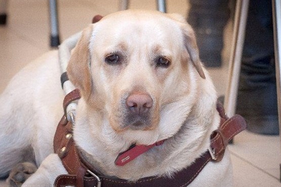  Собака породы лабрадор по кличке Диана помогает Юлии Дьяковой уже год и девять месяцев Фото: http://lifenews.ru/ 