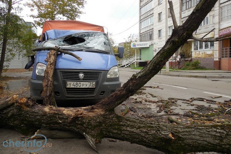 Ветер повалил в городе 28 деревьев, многие из них упали на припаркованные рядом автомобили