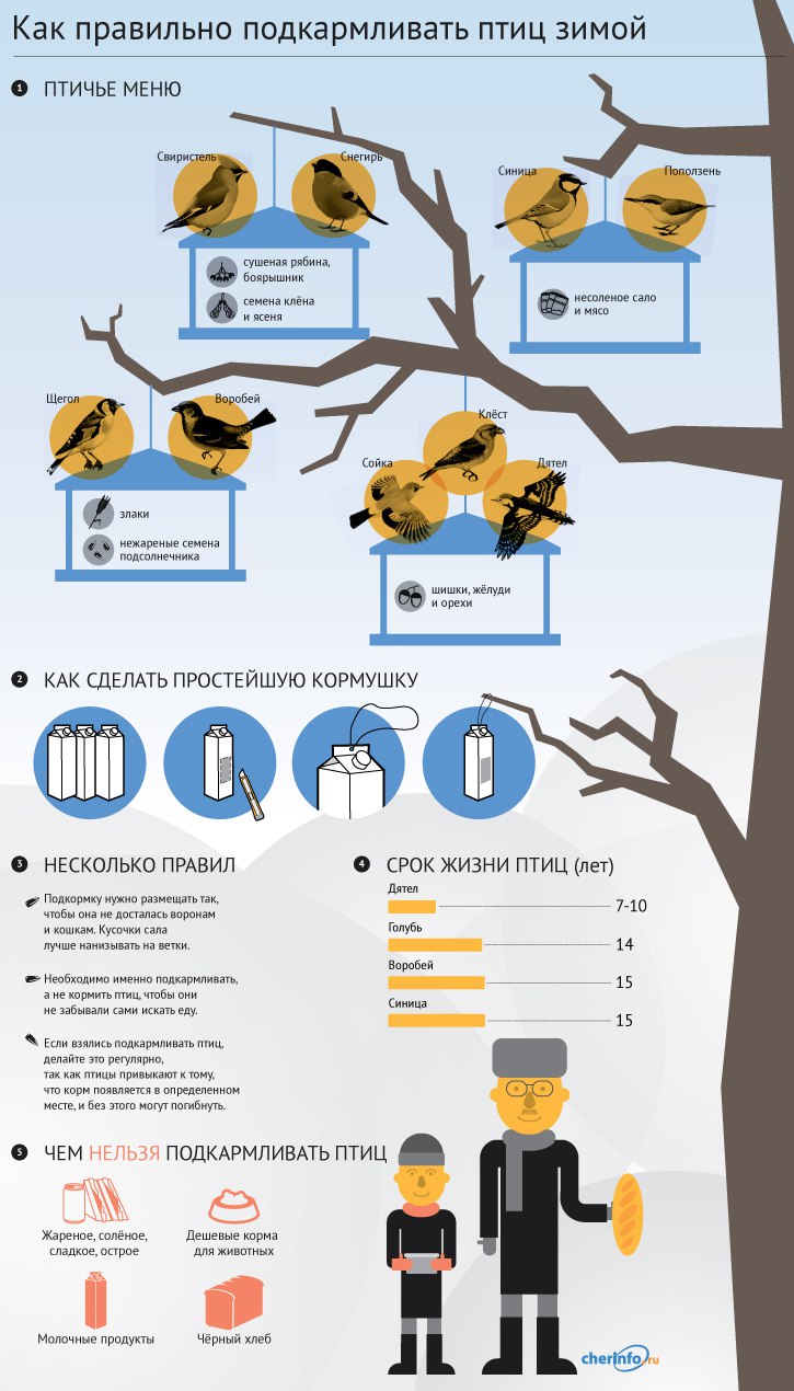 Портал cherinfo.ru выяснил, как правильно подкармливать птиц зимой