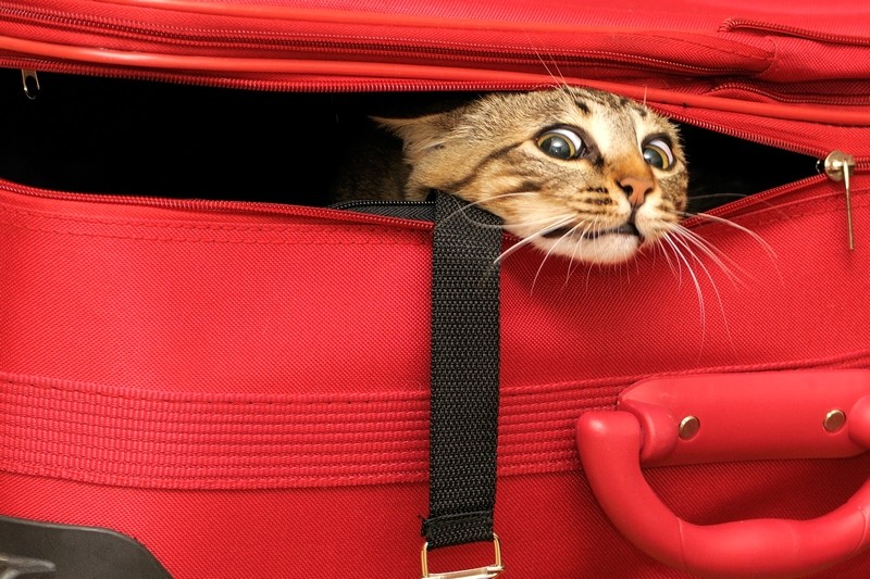  До сих пор приказ Минтранспорта разрешал перевозку животных только в купейных вагонах нефирменных поездов Фото: http://mega-cats.ru/ 