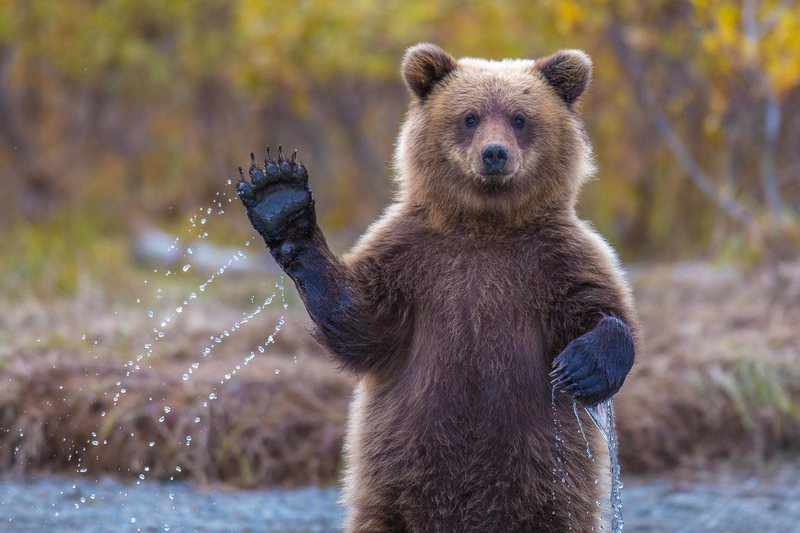 При появлении медведя охотоведы советуют людям не паниковать. Фото: uduba.com