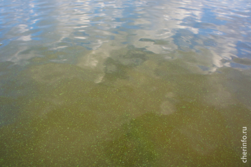 Известно что у прибрежных водорослей. Водохранилище в водорослях. Водохранилище мелководье. Сине-зеленые водоросли в водоеме. Водоросли в Волге.