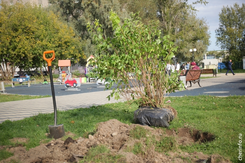 Высадка крупномерных деревьев