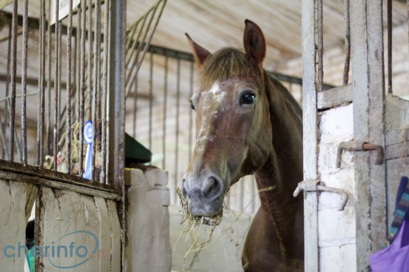 Инструктор по конному спорту Екатерина Кузнецова: «Лошади для нас — как  собственные дети»