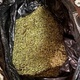 Изъятая марихуана. Фото: УМВД по Череповцу