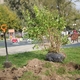 Посадки деревьев в сквере «Семейный»