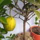 Плод лимона вариегатного сорт «джало»