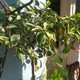 Каламондин вариегатный — небольшое дерево, получено в результате скрещивания мандаринового дерева и кумквата. Вырастает до полутора метров.