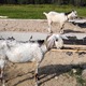 Пропавшие козы