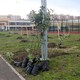 Высадка деревьев у новой школы