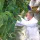Первый урожай помидоров