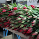 Тюльпаны в тепличном комплексе «Тоншаловский»