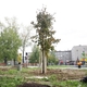 Посадки деревьев в сквере «Семейный»