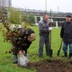 Высадка деревьев в сквере чернобыльцев