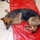 Сбитая собака. Фото: служба спасения