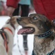 Гонки на собаках в Тотьме. Фото: пресс-служба правительства Вологодской области