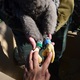 Кольцевание орланов-белохвостов. Фото: Астраханский биосферный заповедник