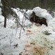 Убийство медведицы и медвежат. Фото: УМВД по Вологодской области