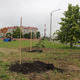 Высадка деревьев на улице Сазонова