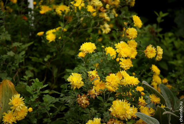В Череповце впервые пройдет праздник хризантем
