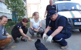 Ворон домашний канал. Вороны в Череповце. Черный ворон в Череповце. Домашние вороны Череповец. Нашелся ворон.