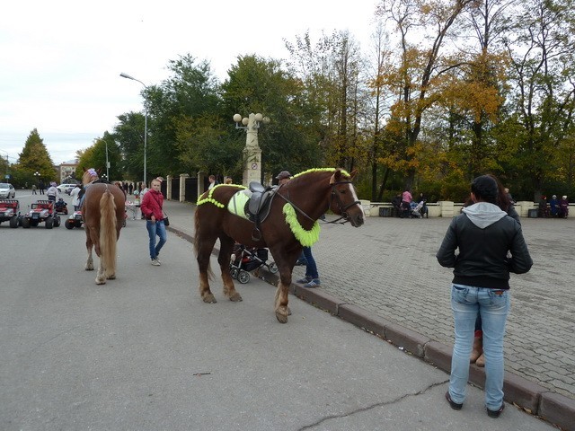 Лошадка в парке