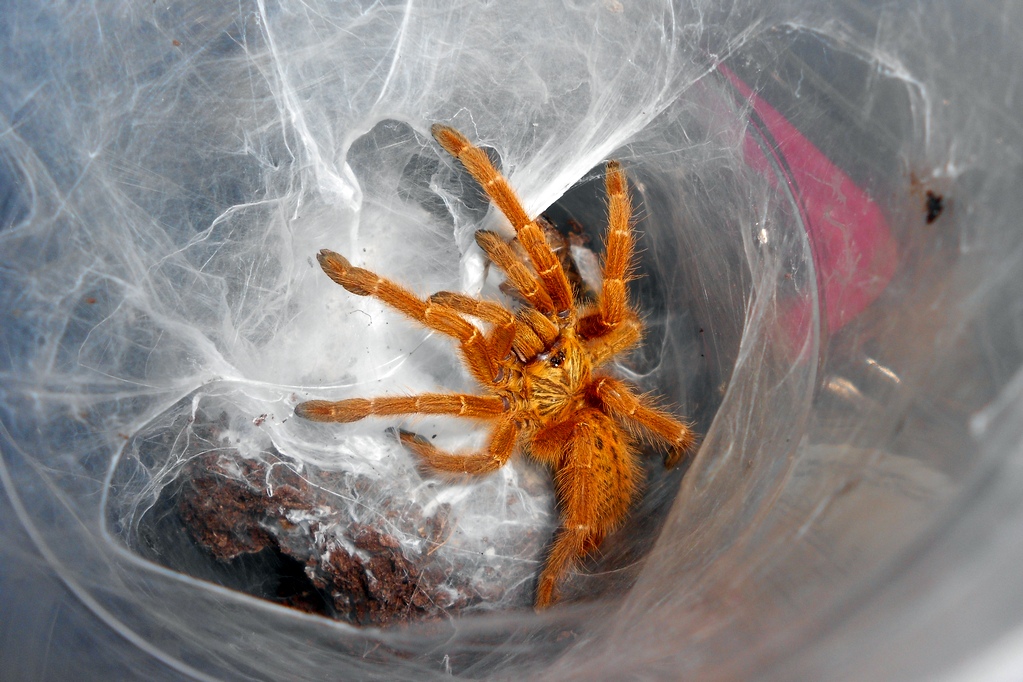 Коллекционер живых насекомых Полина Соловьёва: «С пауками можно легко  уживаться»