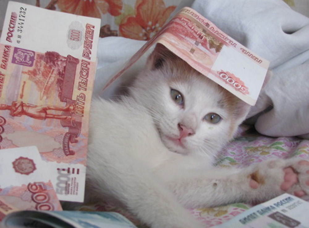 Кот и деньги