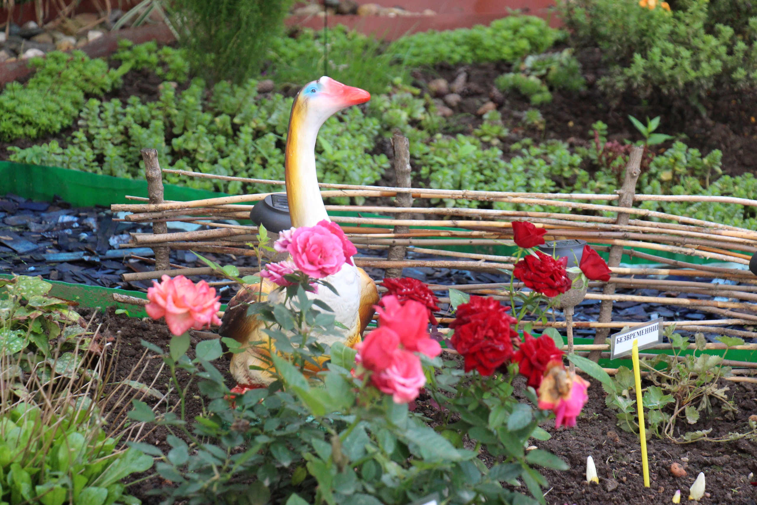 Новости Черинфо