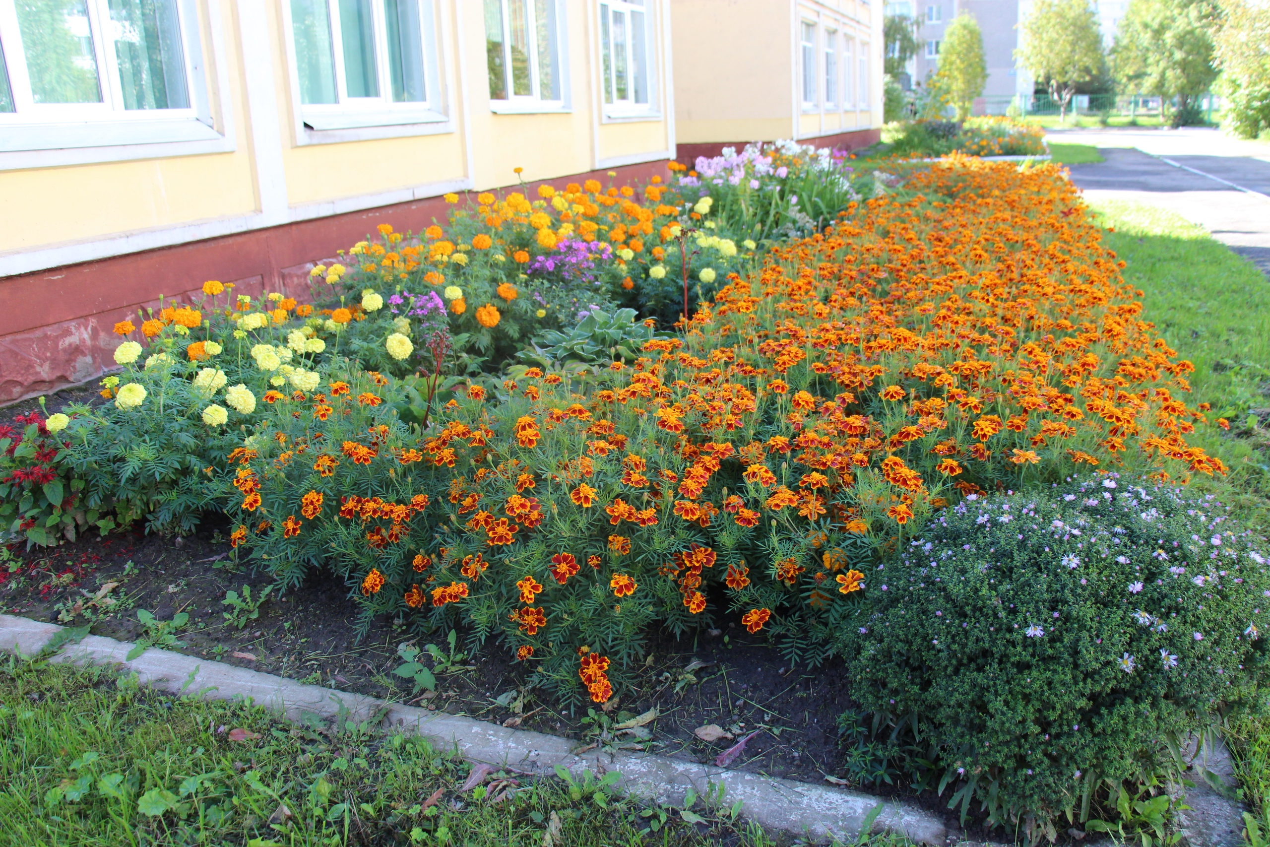 До 10 сентября продлен прием заявок для участия в конкурсе «Цветущий город»