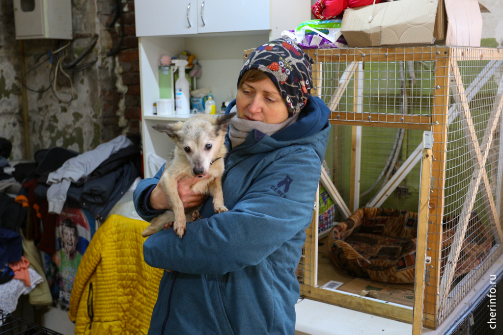 Собачья жизнь: как устроен приют для бездомных животных
