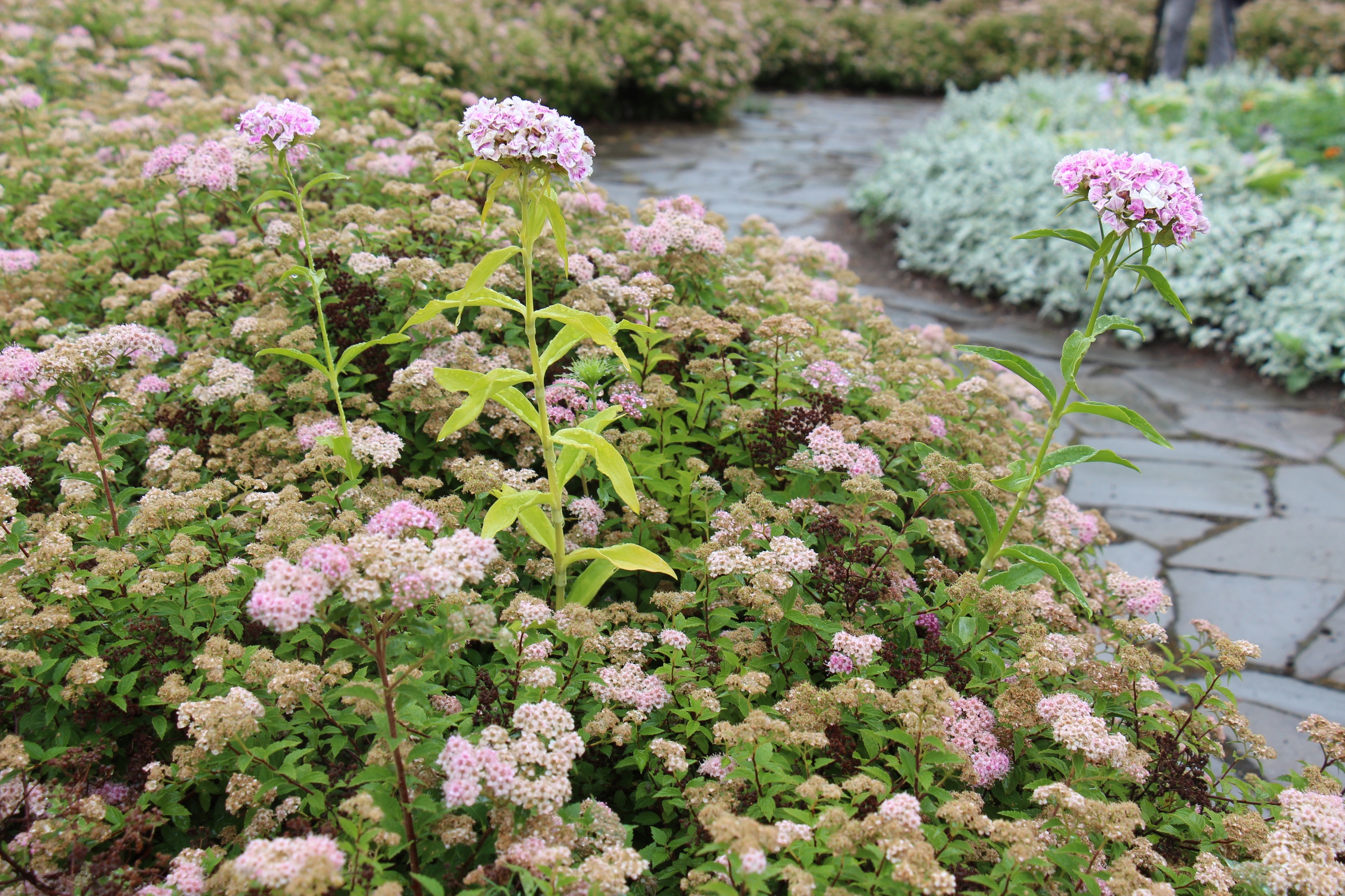 Новости Черинфо