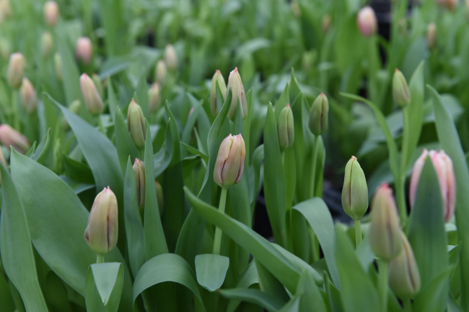 Новости Черинфо