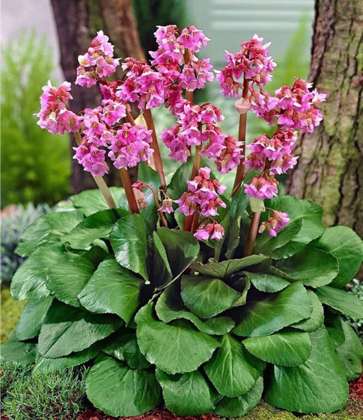 Новости Черинфо