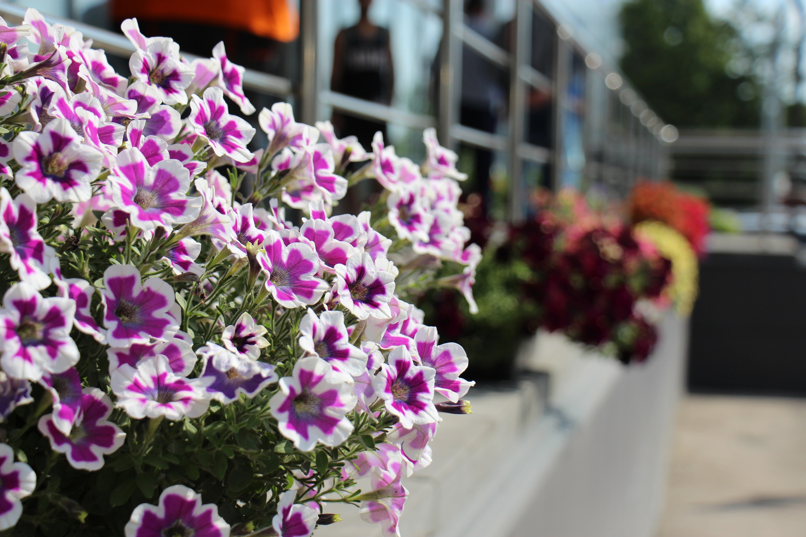 Новости Черинфо