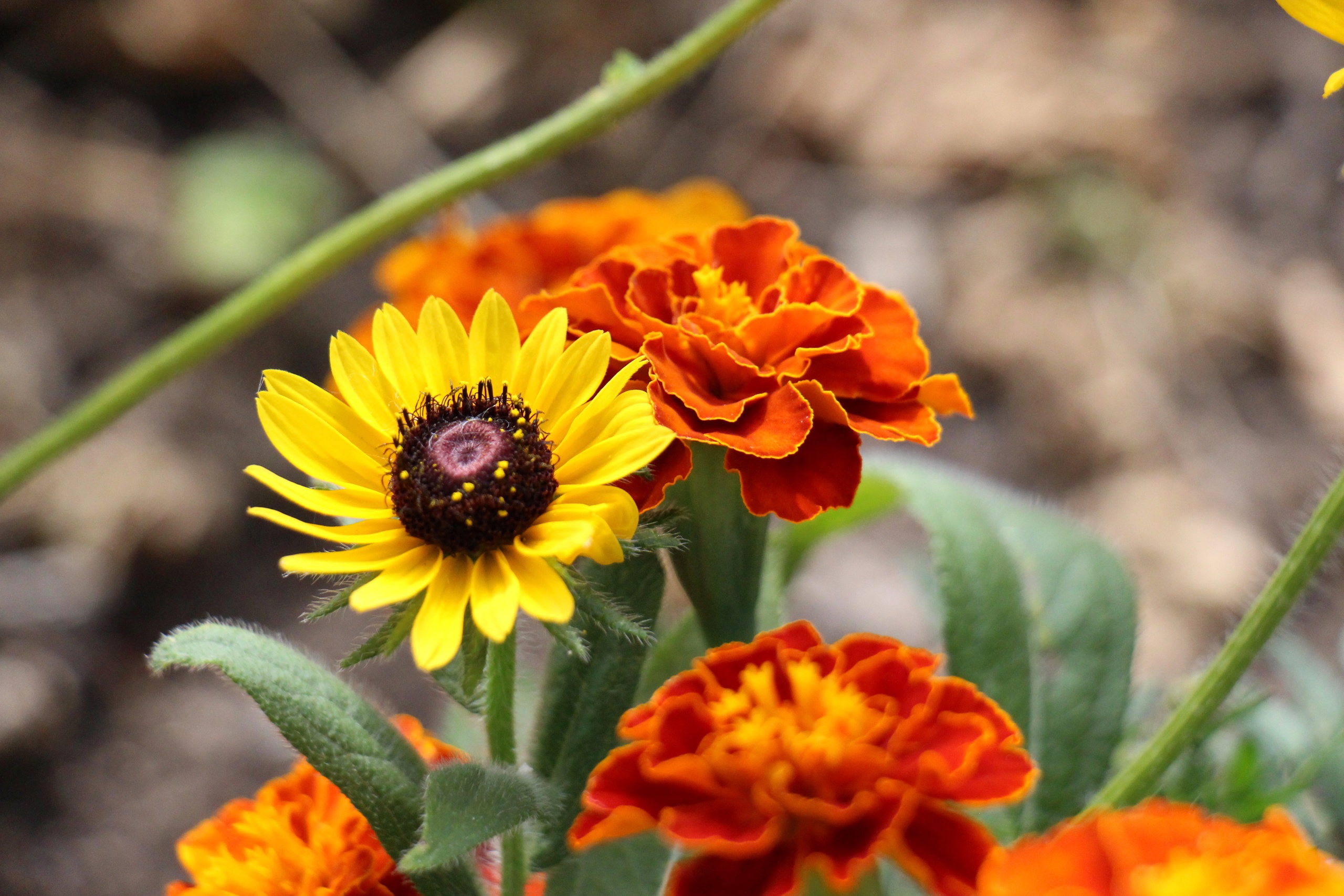 Новости Черинфо