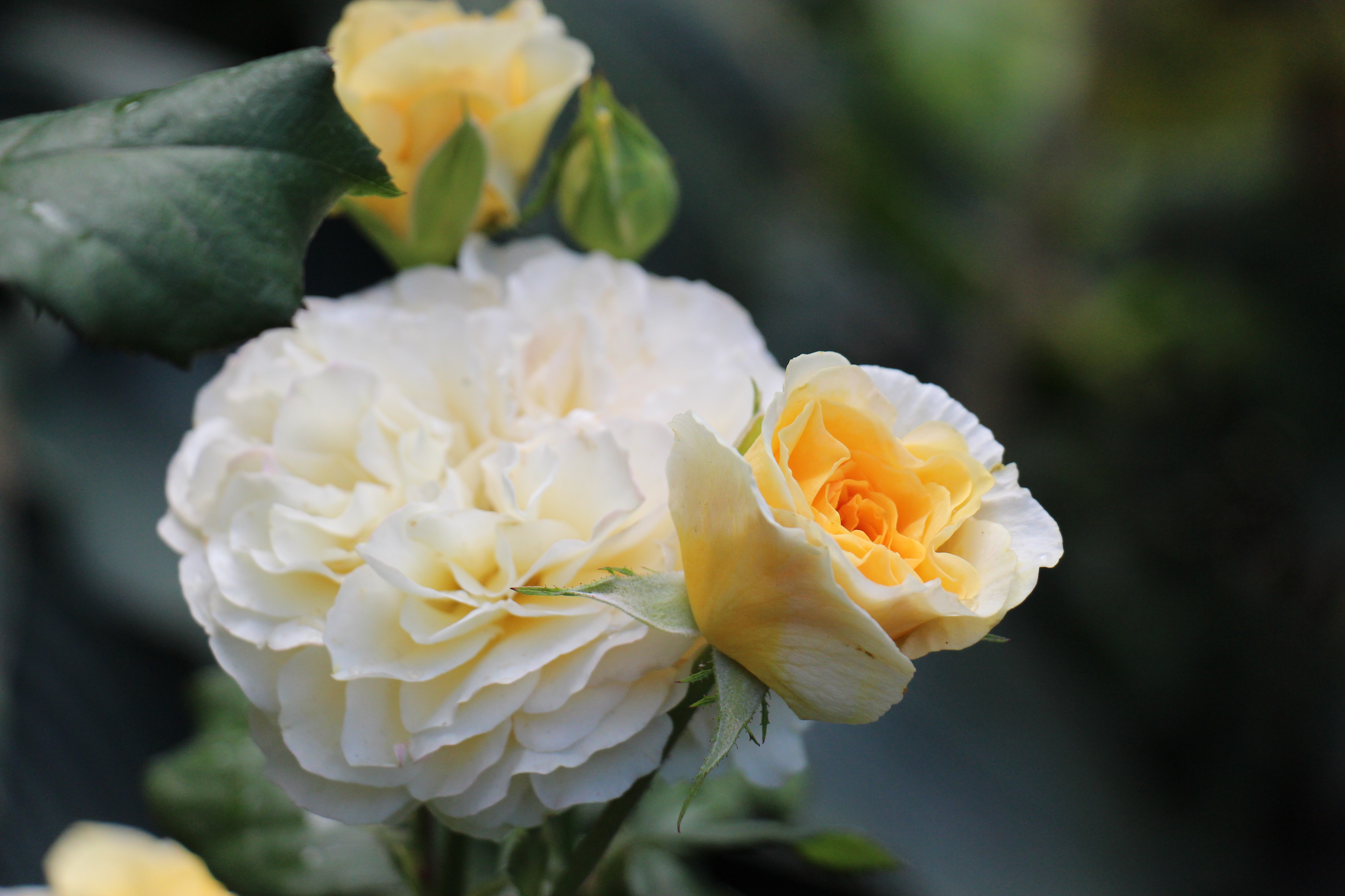 Новости Черинфо