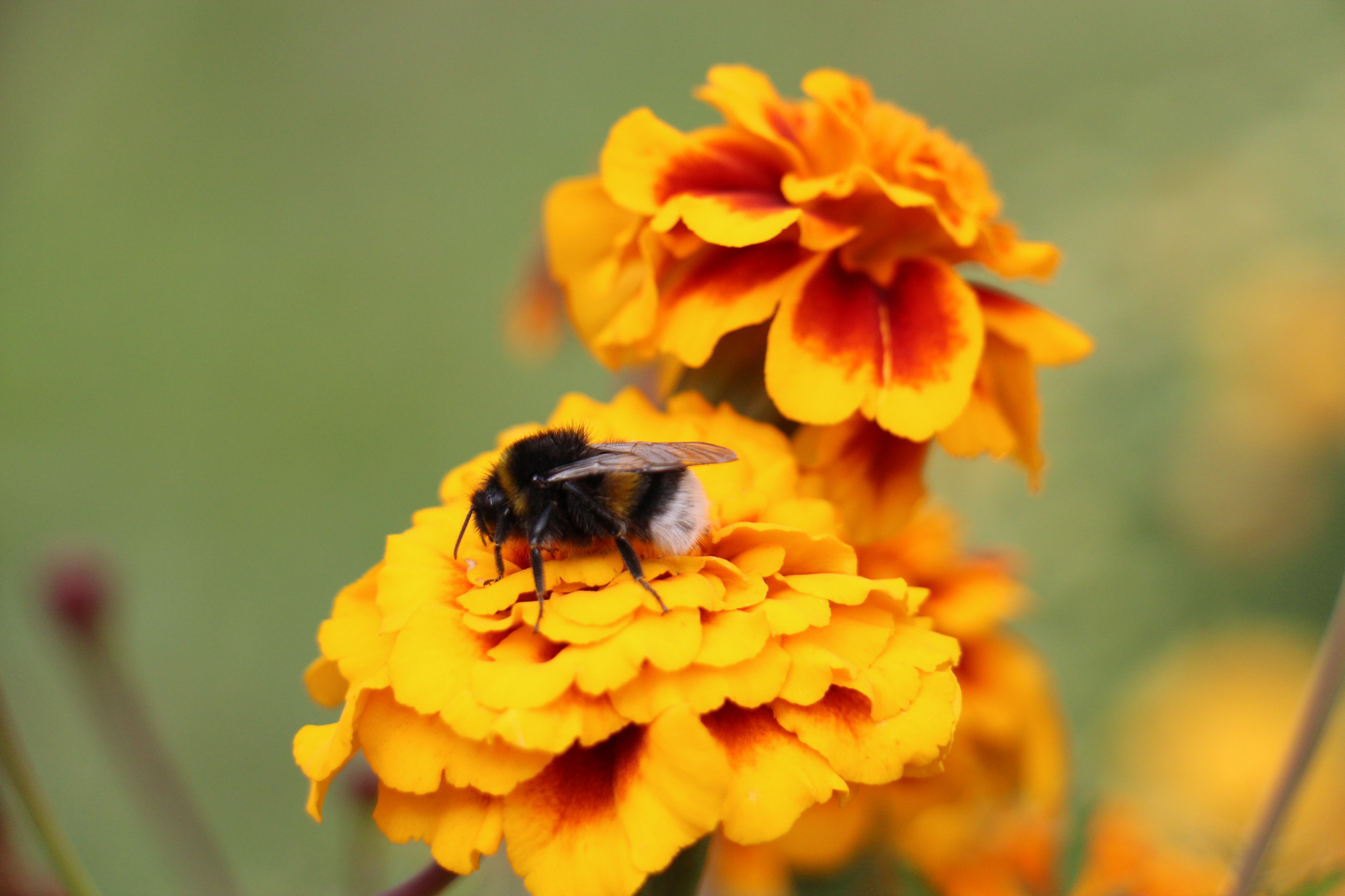 Новости Черинфо