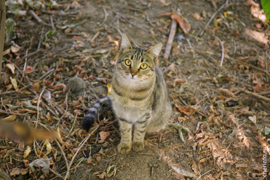 осень, котик кот