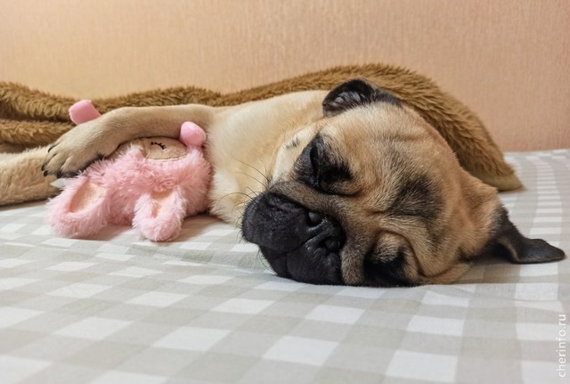 собака, спит, мопс, игрушка, мопс спит