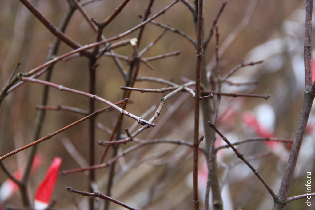 Новости Черинфо