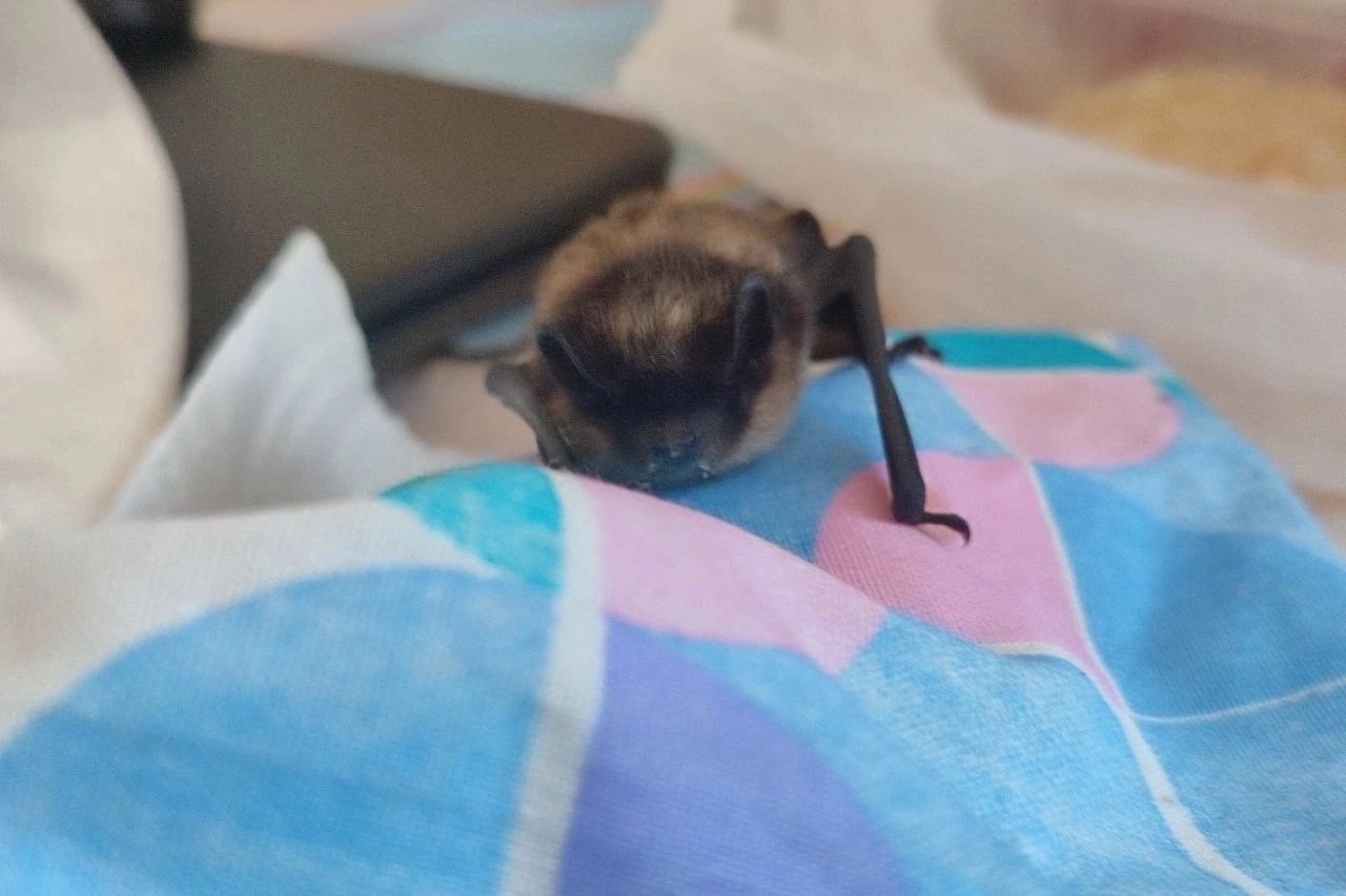 Новости Черинфо