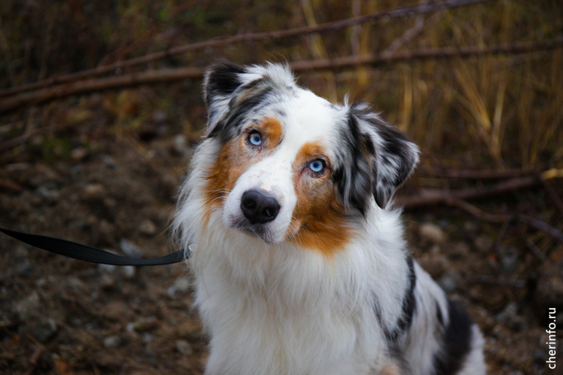 Новости Черинфо