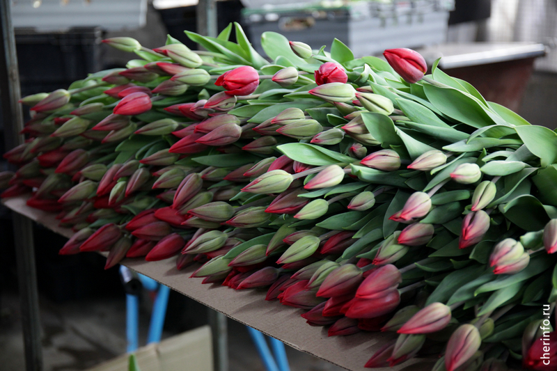 Новости Черинфо