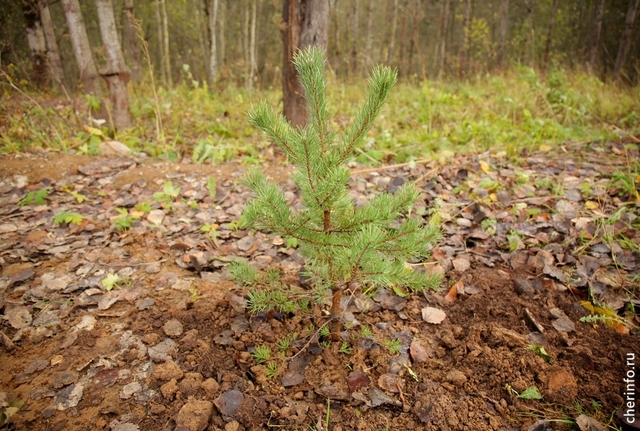 Новости Черинфо